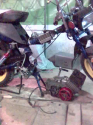 Simson i stella