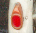   S-11